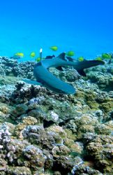 Maui White Tip Reef Shark. 
Molokini, Aquarium reef.
Ol... by Kevin Robert Panizza 